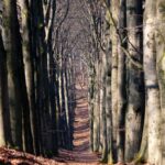 foresta del Parco Nazionale delle Foreste casentinesi del Monte Falterona e di Campigna.